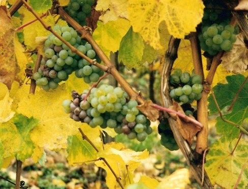 grapes ready for picking