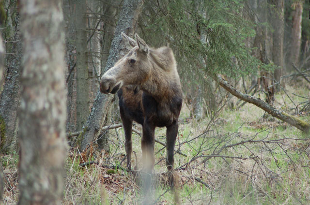 moose on the loose