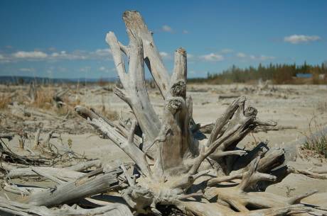 driftwood on riverbed