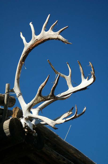 moose antlers on outdoor wall of info center, tok