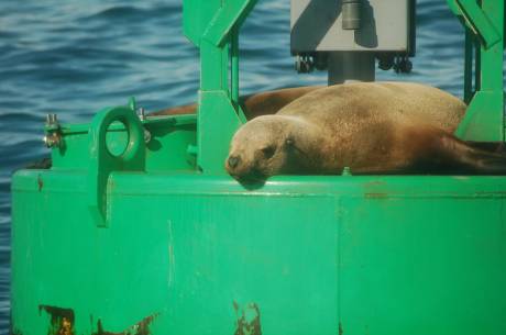 seal on green buoy