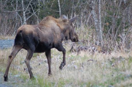 a gangly moose escaping from the sound of the car stopping