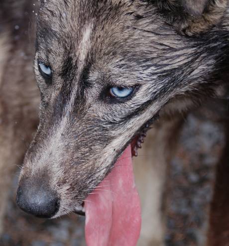 closeup of sled dog's face and blue eyes