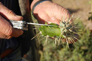 the inside of a jumping cholla