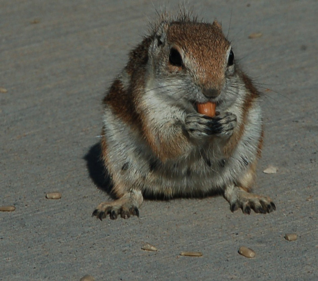 chipmunk