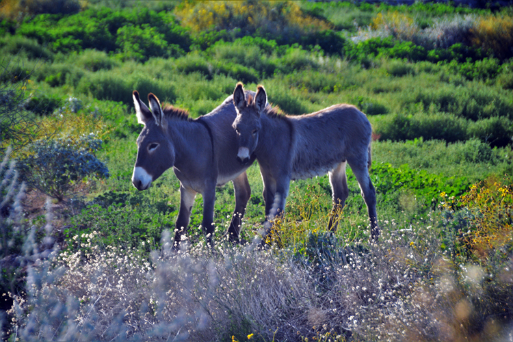 burros in the desert