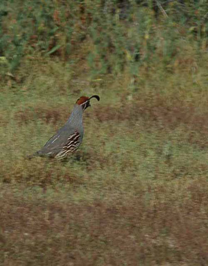 gambel's quail