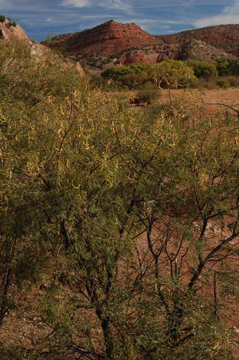 Verde Canyon