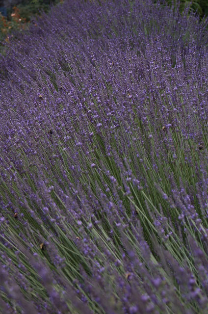 lavender on the garden grounds