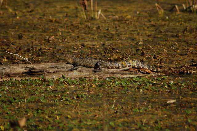 baby alligator