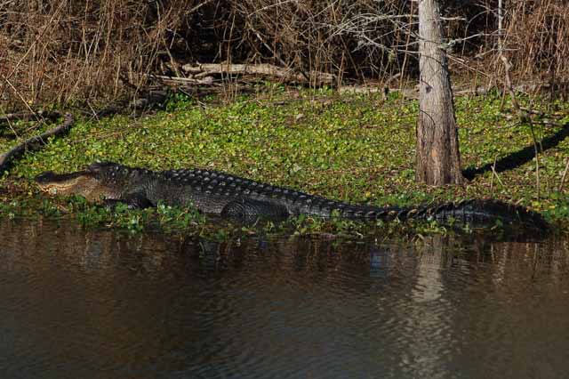 alligator sunning on Elm Lake