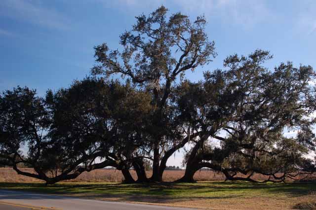 cluster of oak trees