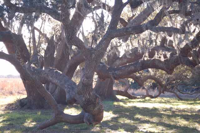 cluster of oak trees