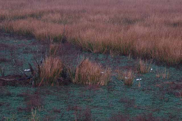 marsh near 40-acre lake