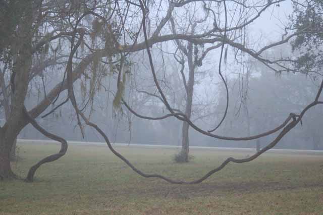 a rope-like vine is entangled in many of the trees in the park