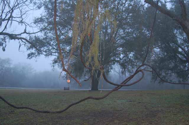 vines tangle in trees throughout the park