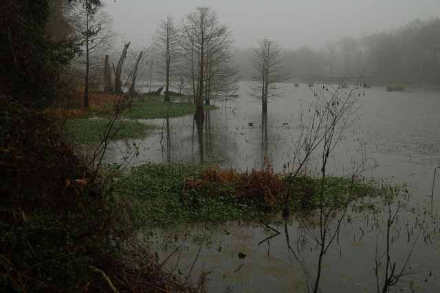 Little Creekfield Lake in fog