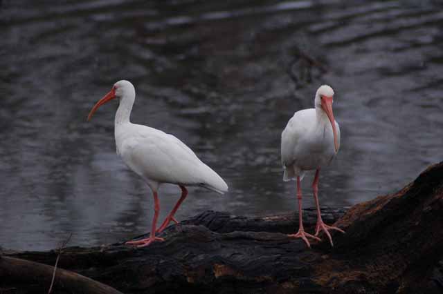 Ibises on Little Creekfield Lake