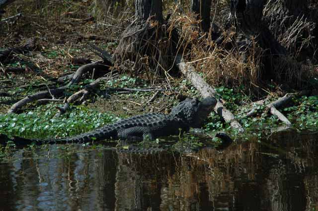 alligators at elm lake
