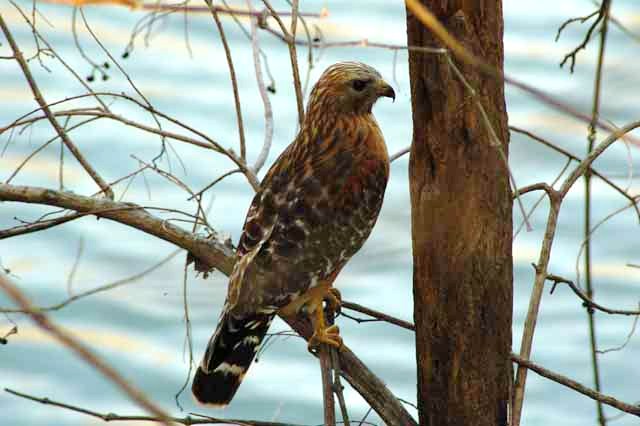 red-shouldered hawk