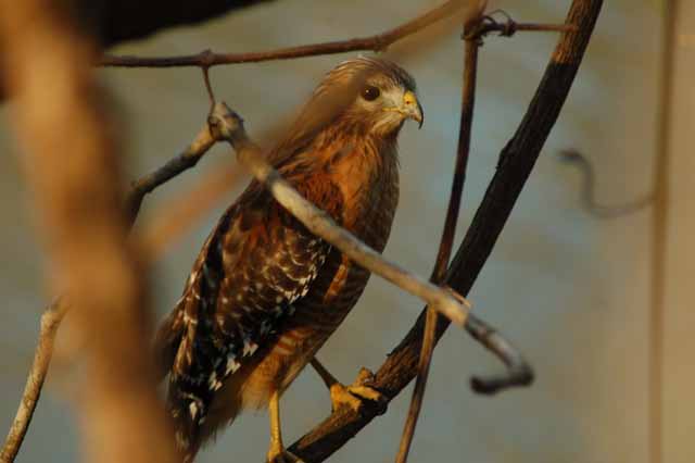 the same red-shouldered hawk