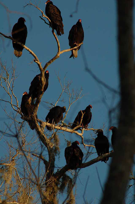 turkey vultures in tree