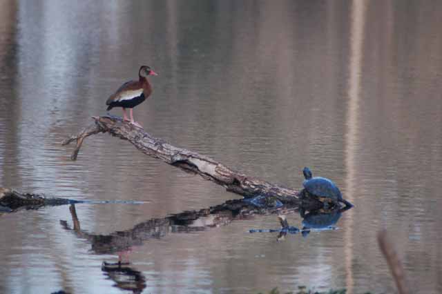 see saw - duck vs turtle