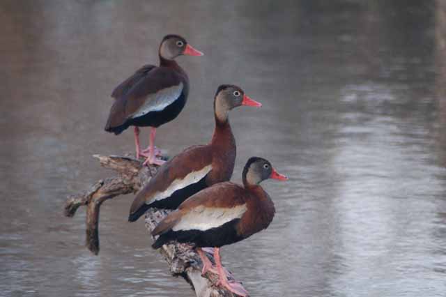 black-bellied whistlers