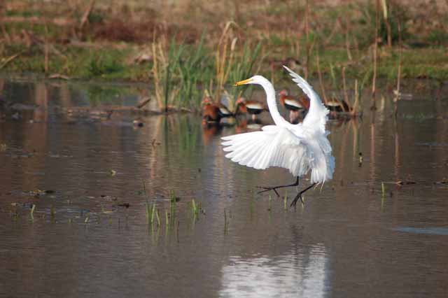 a egret landing on the water