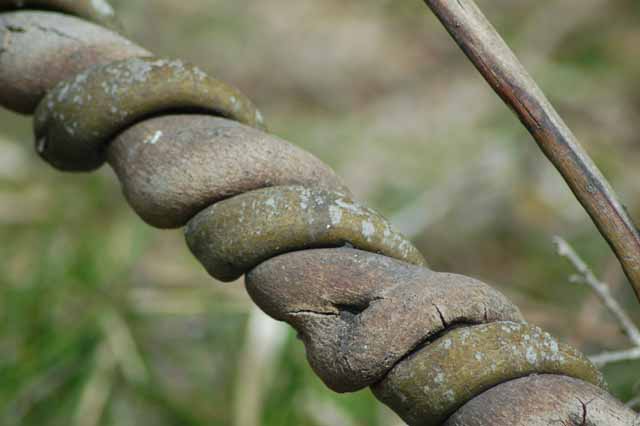 rope vine takes hold of a tree