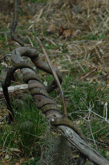 rope-like vines attach to most anything