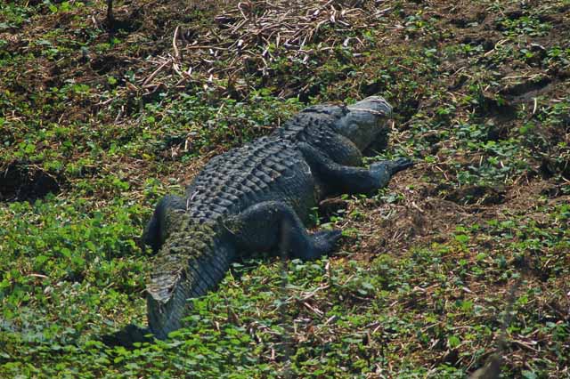 alligators at elm lake