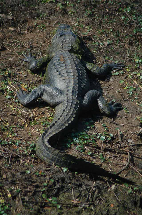 alligator sunning near elm lake
