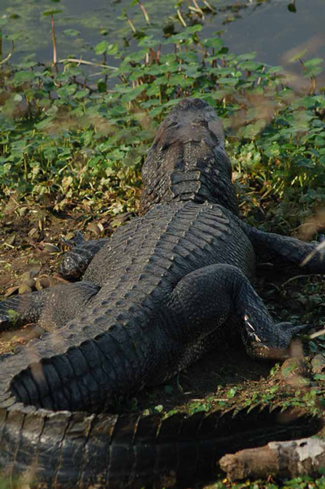 alligator at elm lake