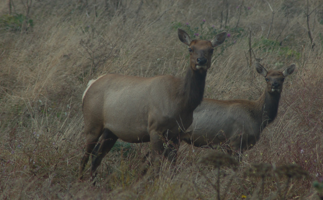 female elk
