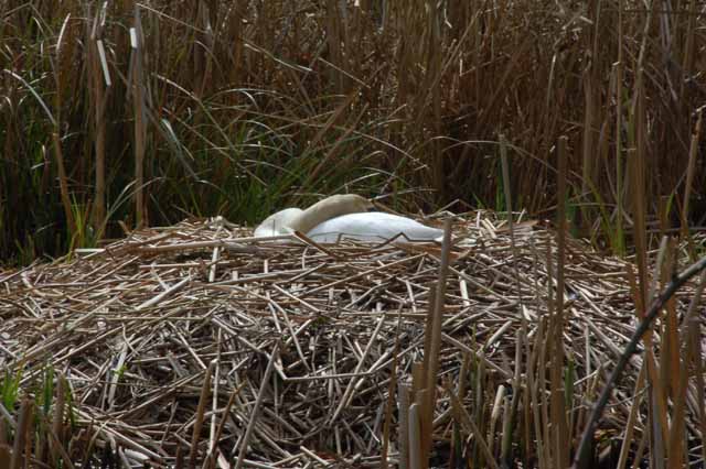 a swan's nest