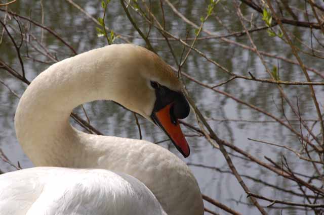 closeup of swan