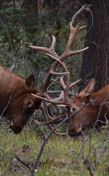 young male elk rutting