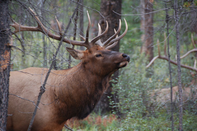 elk, mature male