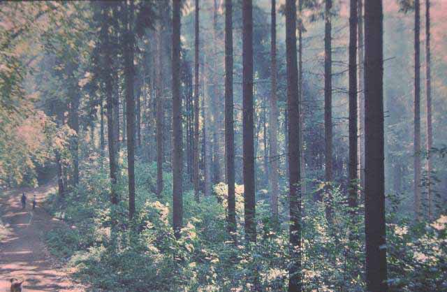 german forest