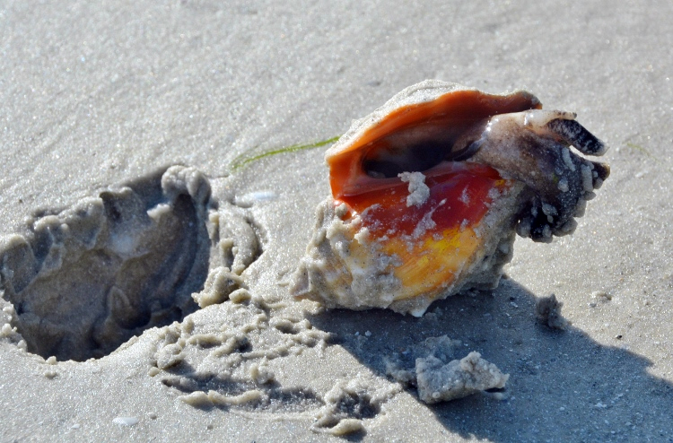conch shell in sand