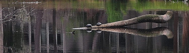 log in water with 2 turtles