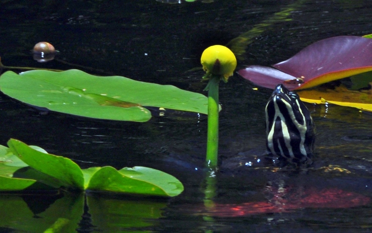 turtle eating lilypad