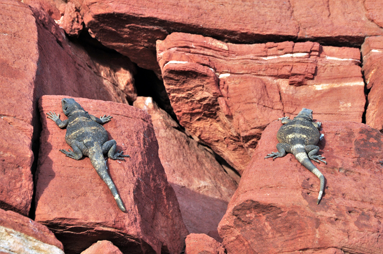 2 fat lizards on rock