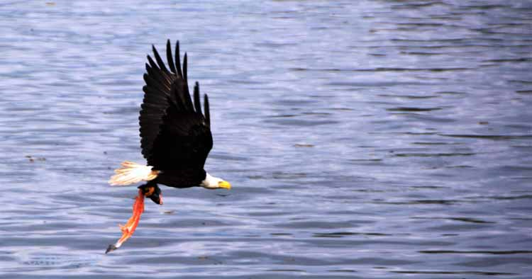 bald eagle with fish