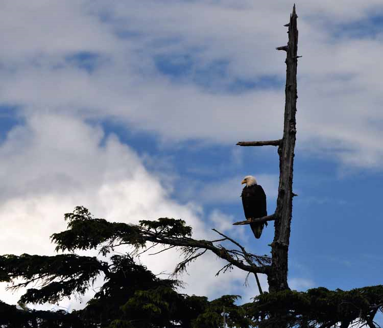 eagle on branch