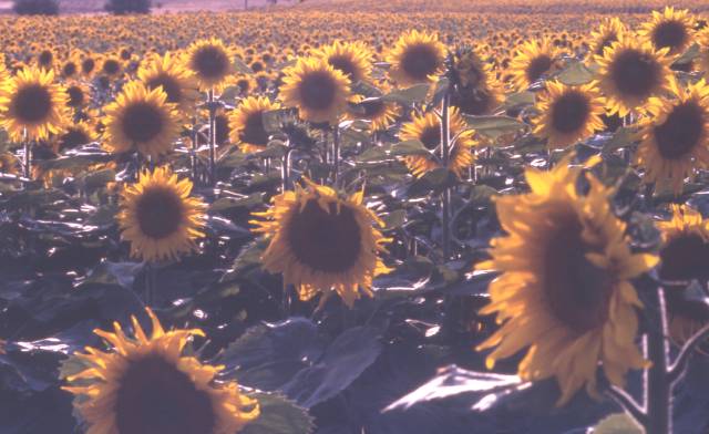 sunflower field, Germany