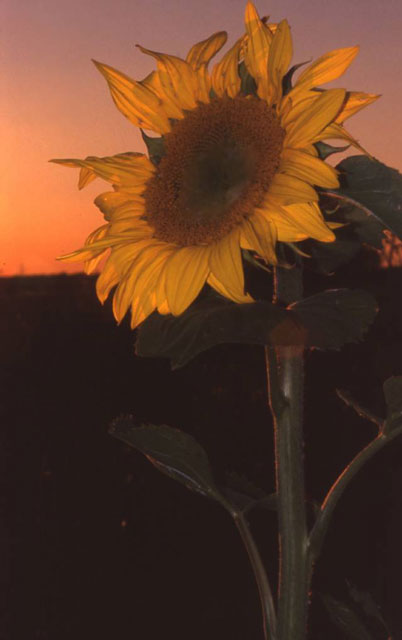 sunflower