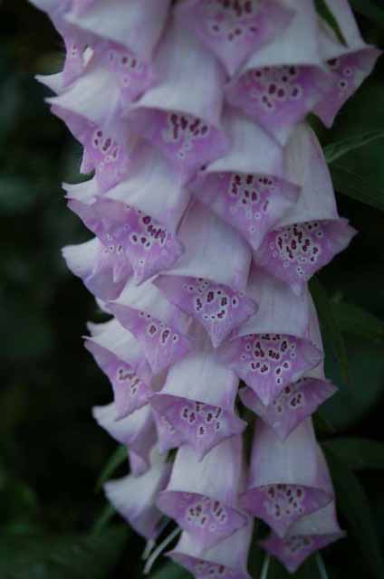 foxglove