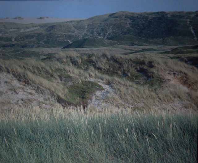 Sylt dunes